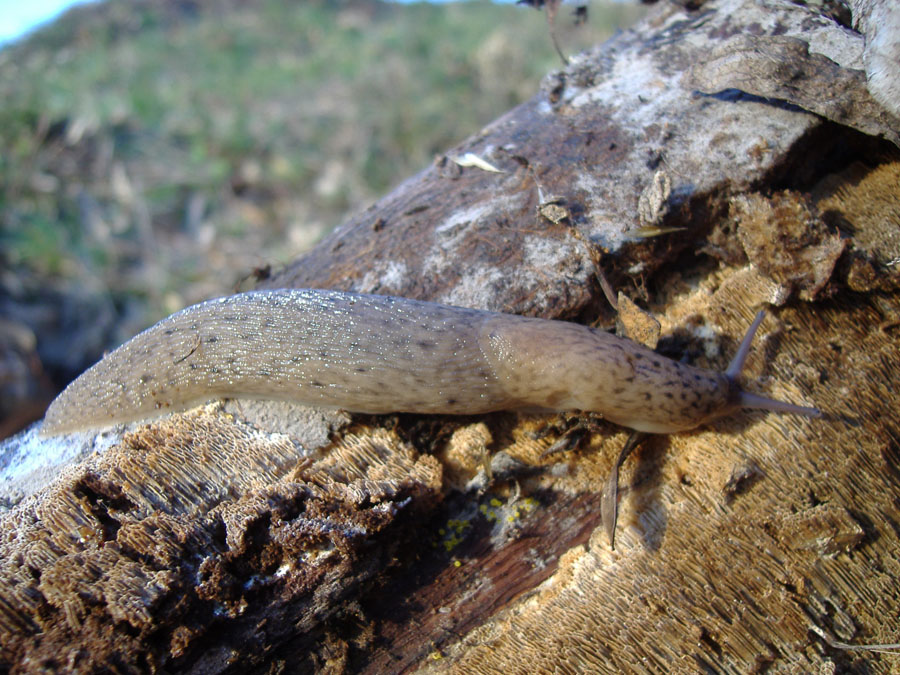 Un Limax degli Monti Peloritani (Messina, Sicilia)